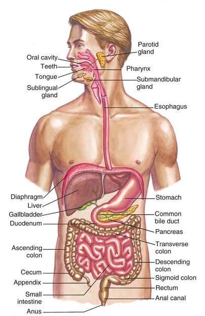 Karkuma Organic Healthy Gut